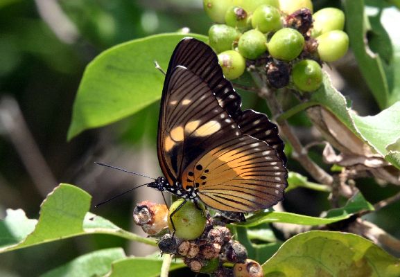 Pseudacraea lucretia tarquinea male UNS
